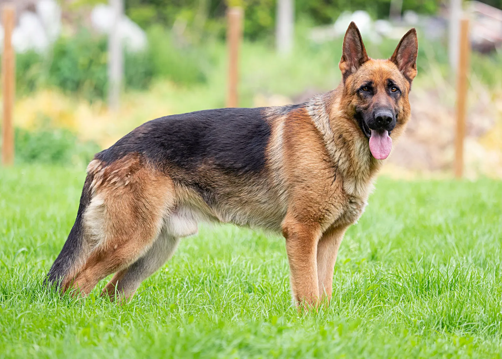 best german shepherd puppies