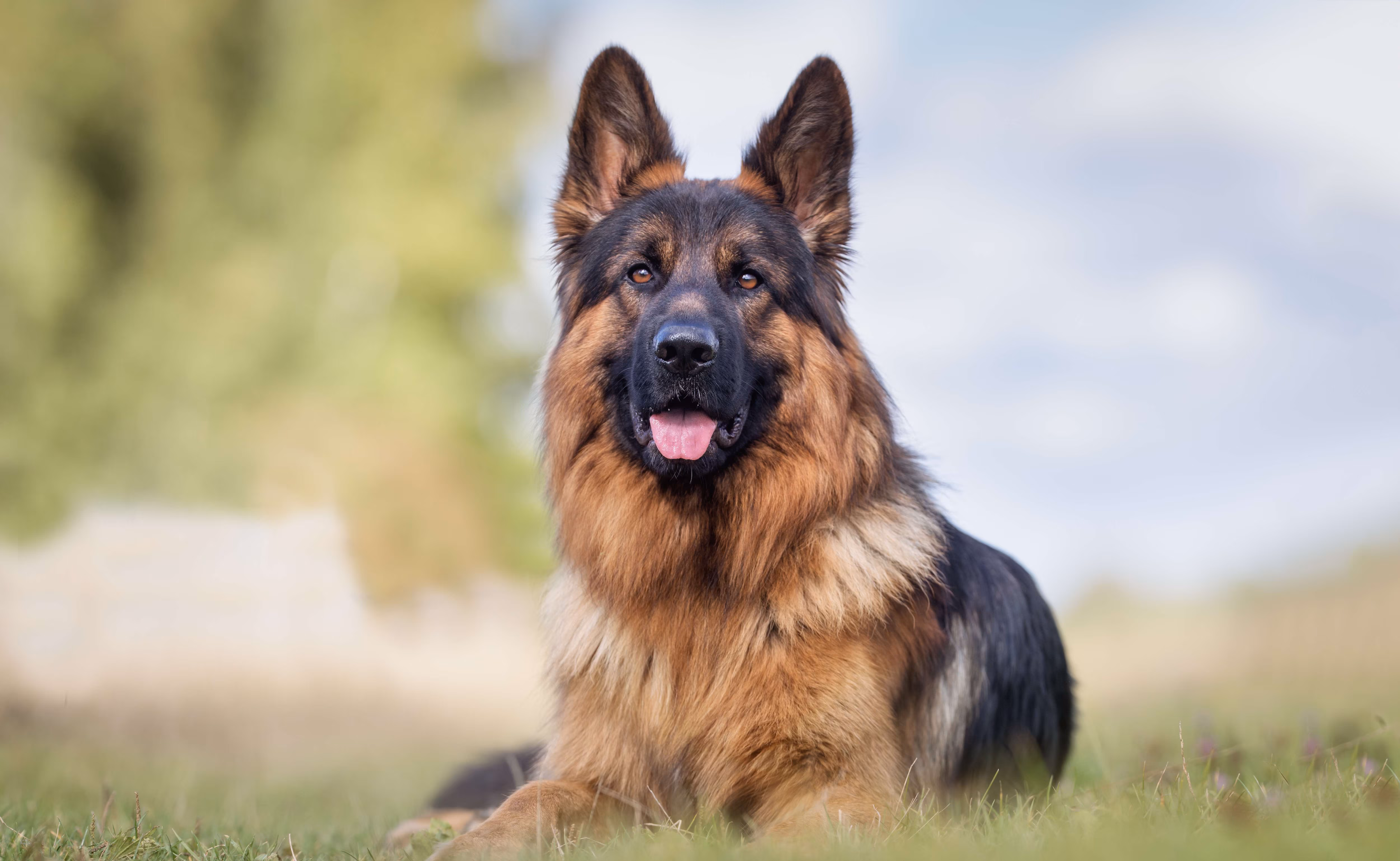 german shepherd puppies online