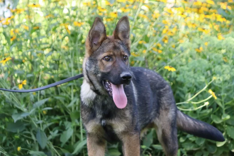 german shepherd puppy adoption