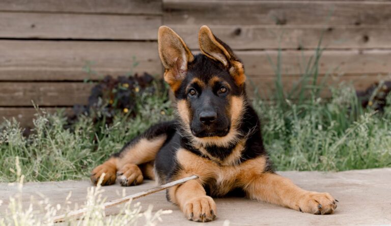 German Shepherd Puppies for Sale