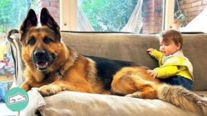 German Shepherd Puppies for Sale